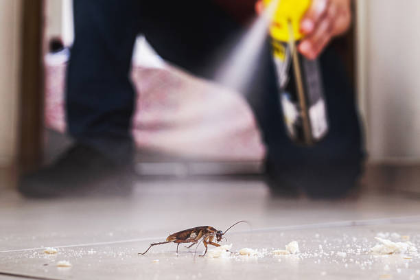 Best Pest Prevention Services  in St James, NY